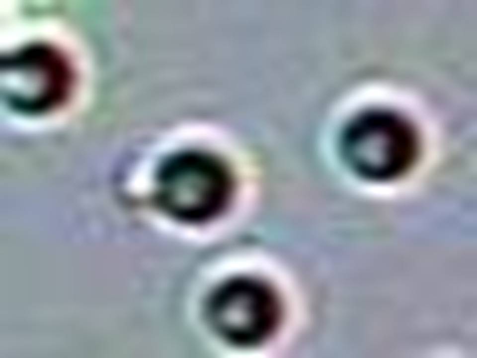 Stained Biotinylated_wl3a